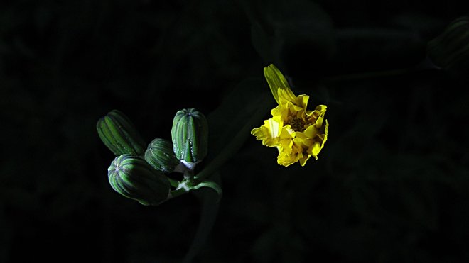 rayos_luz hojas flores plantas de Oriñon. Pulsame
