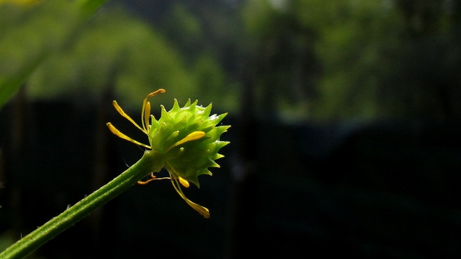 Intimas hojas flores plantas de Oriñon. Pulsame