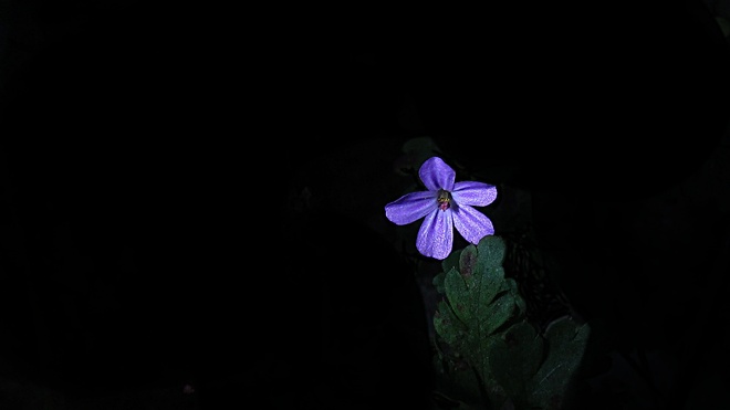 Flores y plantas iluminadas por un rayo de luz. Pulsame