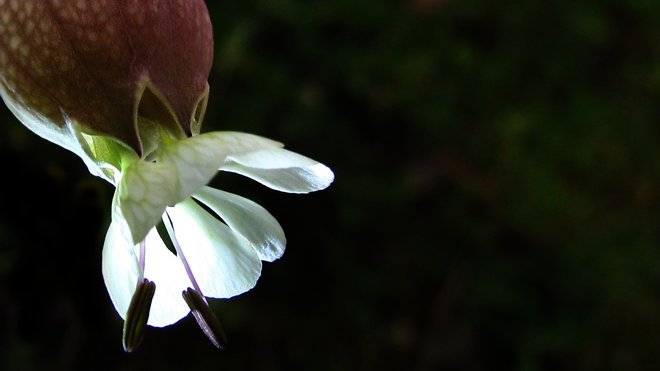 rayos_luz hojas flores plantas de Oriñon. Pulsame