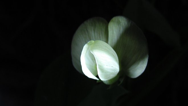 Flores y plantas iluminadas por un rayo de luz. Pulsame